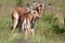 Baby Impala Antelope Kiss