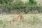 Baby impala with his mother