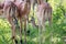 Baby Impala in between the legs of adults.