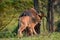 `Baby` Indian bison