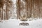 Baby infant stroller in snow in winter forest. Infant baby sleep inside the pram on fresh air