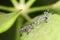 Baby insects on the leaf