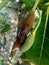 Baby jack fruit or jack fruit flower. Indonesian call it babal.