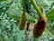 Baby jack fruit or jack fruit flower. Indonesian call it babal.