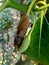 Baby jack fruit or jack fruit flower. Indonesian call it babal.