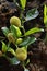 Baby jackfruit