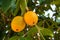Baby jackfruit hanging on bunch.