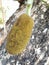 Baby Jackfruit Image Captured with Mobile