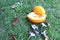 Baby jackfruit Momordica cochinchinensis orange halves slice on green grasses flooring with flowers and dried leaves closeup.