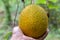 Baby jackfruit in woman hand with nature garden.