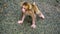 Baby Japanese Macaque learning to walk.