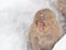 Baby Japanese macaque Snow Monkey sitting on the snow