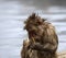 Baby Japanese macaque or snow monkeys, Macaca fuscata, sitting on rock of hot spring, just after getting out of hot spring, with