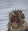 Baby Japanese macaque or snow monkeys, Macaca fuscata, sitting on rock of hot spring, with spikey hair as if bathtime, chewing