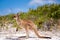 Baby joey kangaroo side on near the bush on the beach at Lucky Bay, Cape Le Grand National Park, Esperance, Western Australia