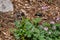 Baby junco bird sitting in a garden with mouth open waiting for food from parent