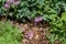 Baby junco bird sitting in a garden waiting for food from parents, bleeding heart foliage and wood chips