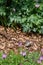 Baby junco bird sitting in a garden waiting for food from parents, bleeding heart foliage and wood chips