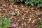 Baby junco bird sitting in a garden waiting for food from parents, bleeding heart foliage and wood chips