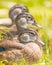 Baby / juvenile wood ducks found in the grass near floodplain waters of the Minnesota River