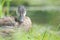 Baby / juvenile wood ducks found in the grass near floodplain waters of the Minnesota River
