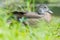 Baby / juvenile wood ducks found in the grass near floodplain waters of the Minnesota River