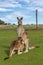 Baby kangaroo feeding in the Australian outback