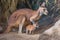 baby kangaroo hops around its mother's pouch, first time outside of it