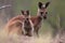 baby kangaroo hops around its mother's pouch, first time outside of it