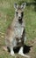 Baby Kangaroo or Joey being inquisitive -Healesville Victoria