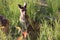 baby kangaroo - kalbarri - australia