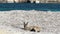 Baby kangaroo relaxing on the lucky bay beach in Cape Le Grand National Park