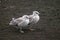 Baby kelp gulls on Deception Island, Antarctica