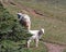 Baby Kid and Mother Nanny Mountain Goats on Hurricane Hill / Ridge in Olympic National Park in Washington State