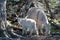 Baby Kid and Mother Nanny Mountain Goats among the trees on Hurricane Hill in Olympic National Park in Washington State