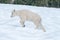 Baby Kid Mountain Goat on Hurricane Hill snowfield in Olympic National Park in northwest United States