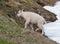 Baby Kid Mountain Goat on Hurricane Hill snowfield in Olympic National Park in northwest United States in Washington State