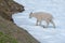 Baby Kid Mountain Goat on Hurricane Ridge snowfield in Olympic National Park in northwest United States in Washington State