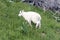 Baby Kid Mountain Goat walking up grassy knoll on Hurricane Hill / Ridge in Olympic National Park in Washington State