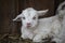 Baby Kiko goat laying down next to barn