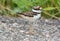 Baby killdeer bird or Charadrius vociferus