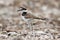 Baby Killdeer (Charadrius vociferus)