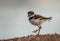 A Baby Killdeer Exploring the Shoreline