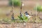 A Baby Killdeer Exploring the Shoreline