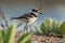 A Baby Killdeer Exploring the Shoreline