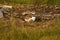 A baby Killdeer shorebird stuck under a wing of a parent in rocky grass