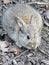 Baby kit rabbit camouflaged against earth and leaves