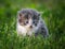 Baby kitten in grass