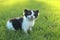 Baby Kitten Outdoors in Grass