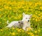 Baby kitten and puppy lying together on dandelion field